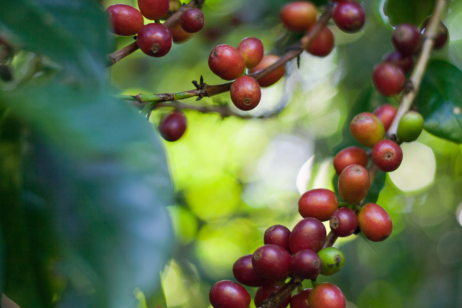 Sustainability Black Bag Roasters sustainability-black-bag-roasters